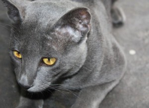 7618443-strong-korat-cat